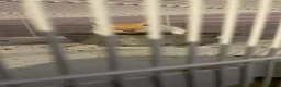 Gerbil rodents for sale: Female gerbil for sale - Advert 4