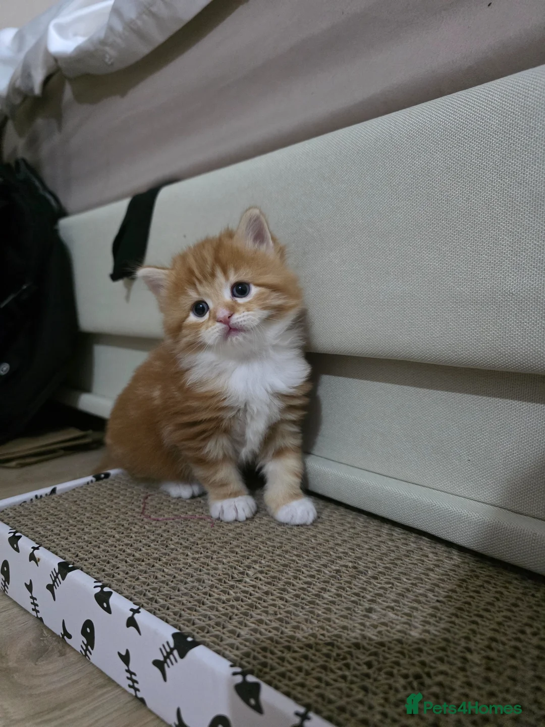 Mixed Breed cats for sale: Kittens looking for a 5* forever home in Northampton - Advert 2