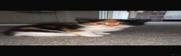 Mixed Breed cats for sale: 3 beautiful kittens left - Advert 4