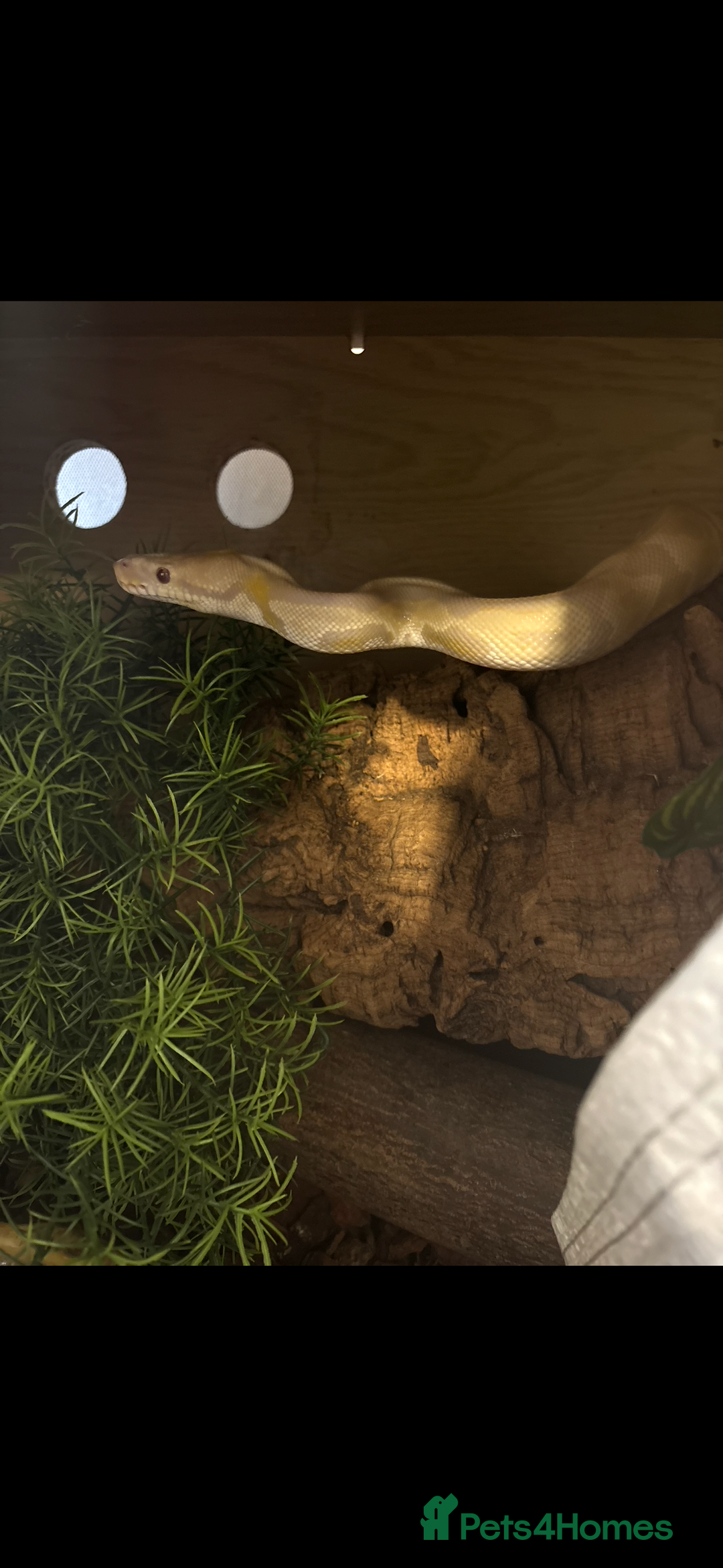 Python Snake reptiles for sale: Ball python snake  - Image 3