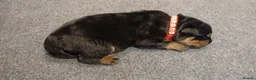 Rottweiler dogs for sale: Rottweiler puppy's X2 Boys  - Advert 9