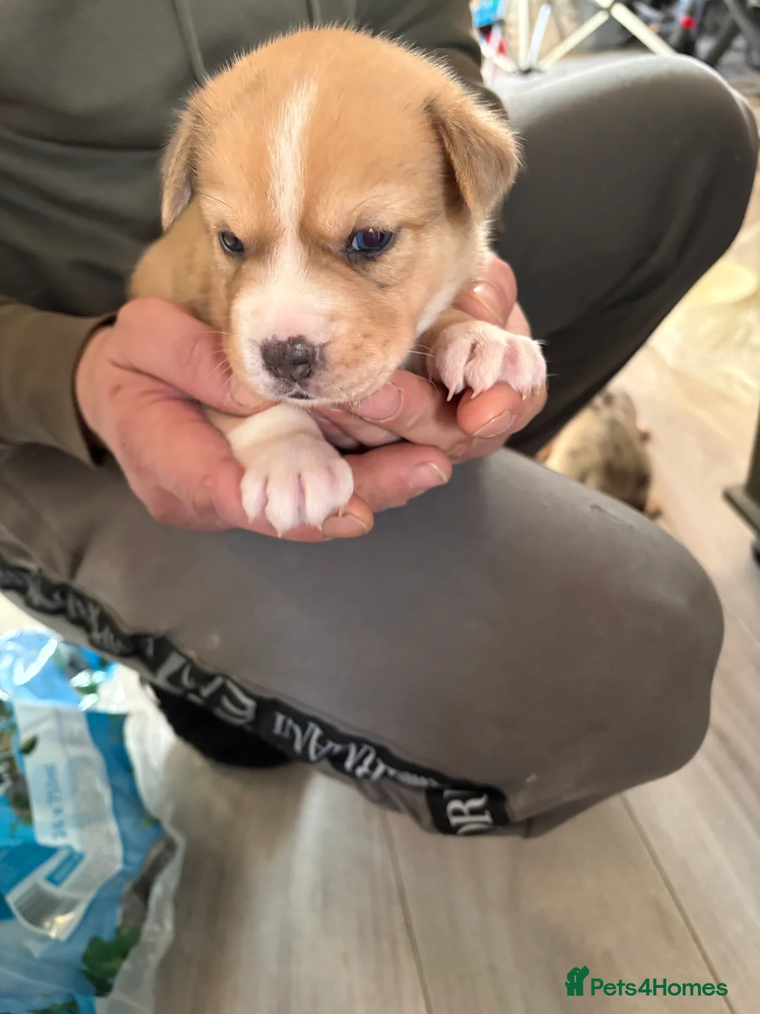 Mixed Breed dogs for sale: Puppy - Advert 4