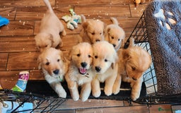 Golden Retriever dogs for sale: Home Coming Golden Retrevier Puppies. - Image 10