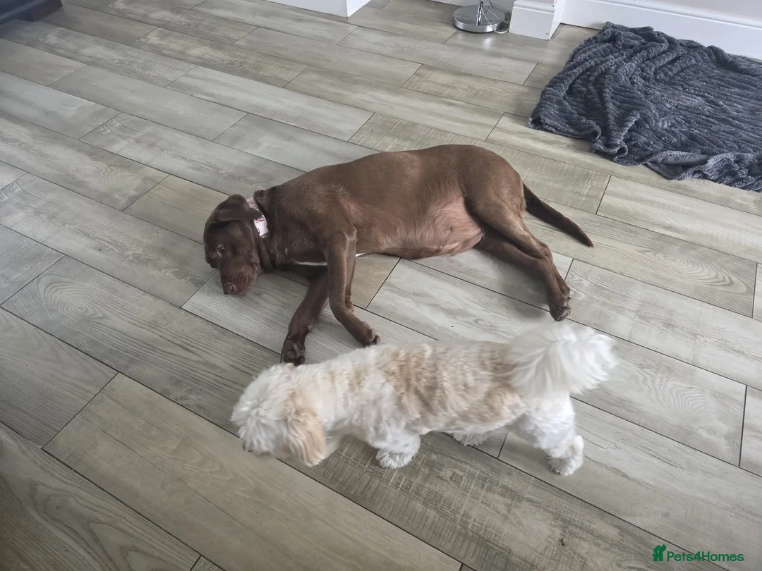 Mixed Breed dogs for adoption: Dixie is a beautiful 3.5 year old Poodle cross - Advert 9