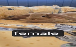 French Lop rabbits for sale: Beautiful French Lop bunnies - Image 19