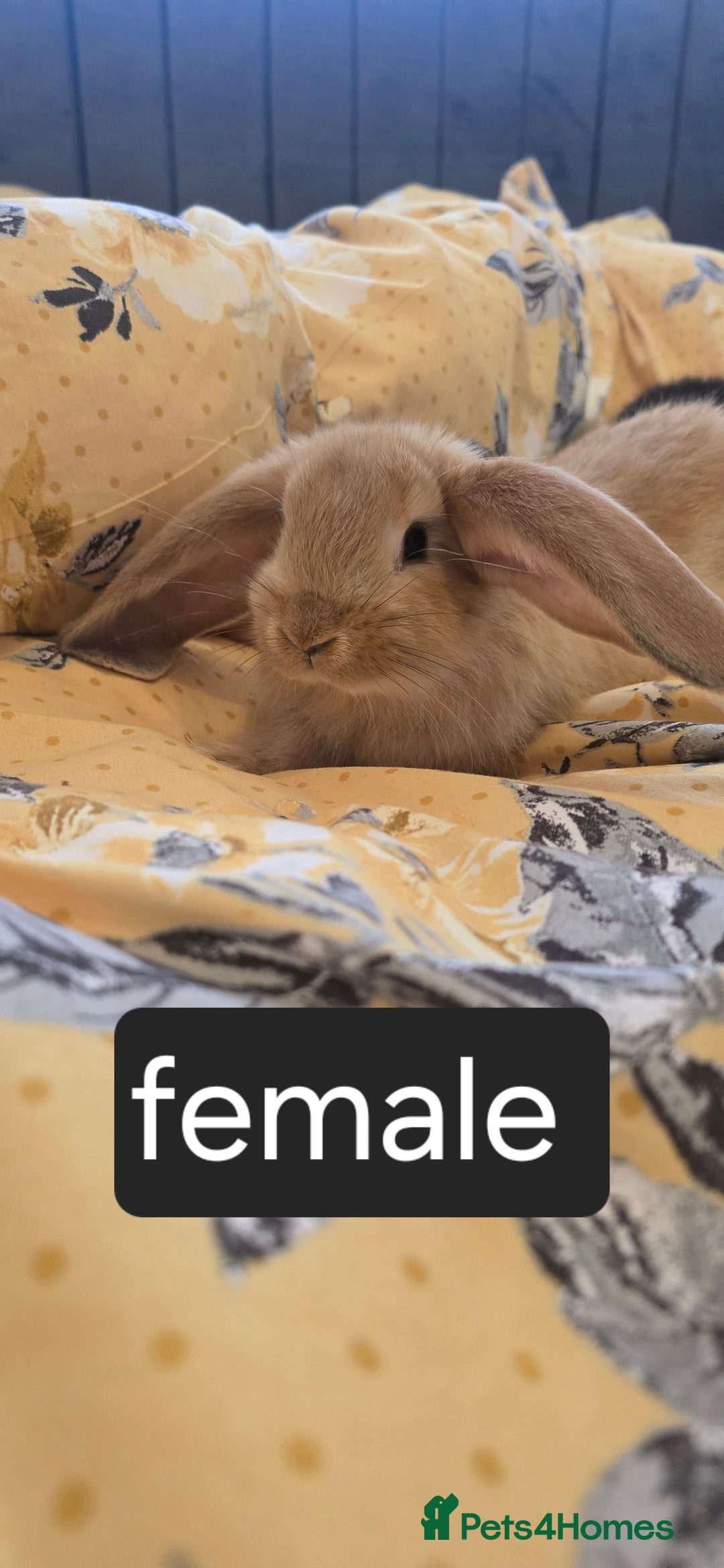 French Lop rabbits for sale: Beautiful French Lop bunnies - Image 19