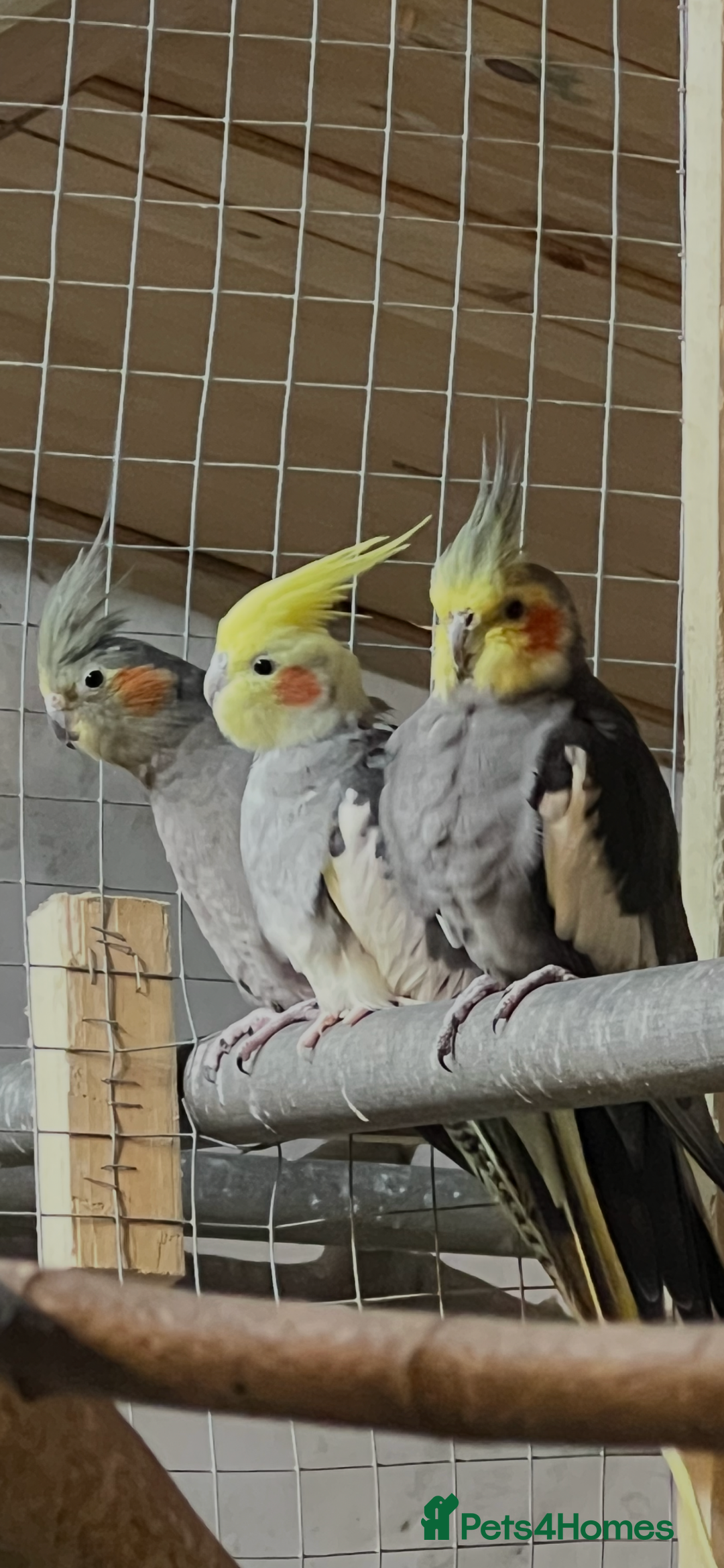 Cockatiels birds for sale: Cockatiels  - Advert 2