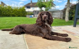 Cocker Spaniel dogs for stud: Cocker Spaniel for stud  in Newbury - Image 2