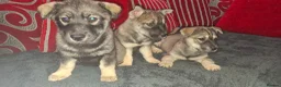 Mixed Breed dogs for sale: Siberian husky + Rus A Pei - Advert 2