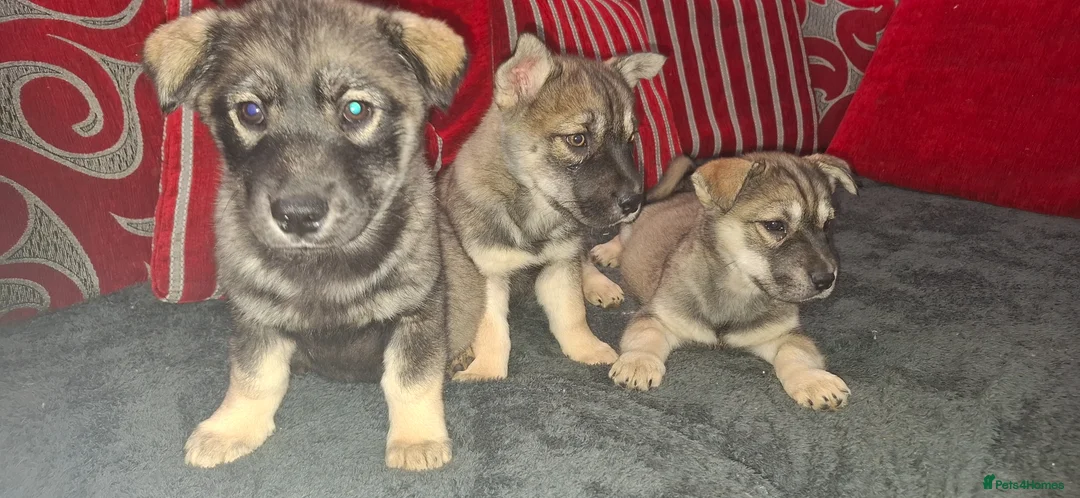 Mixed Breed dogs for sale: Siberian husky + Rus A Pei - Advert 2