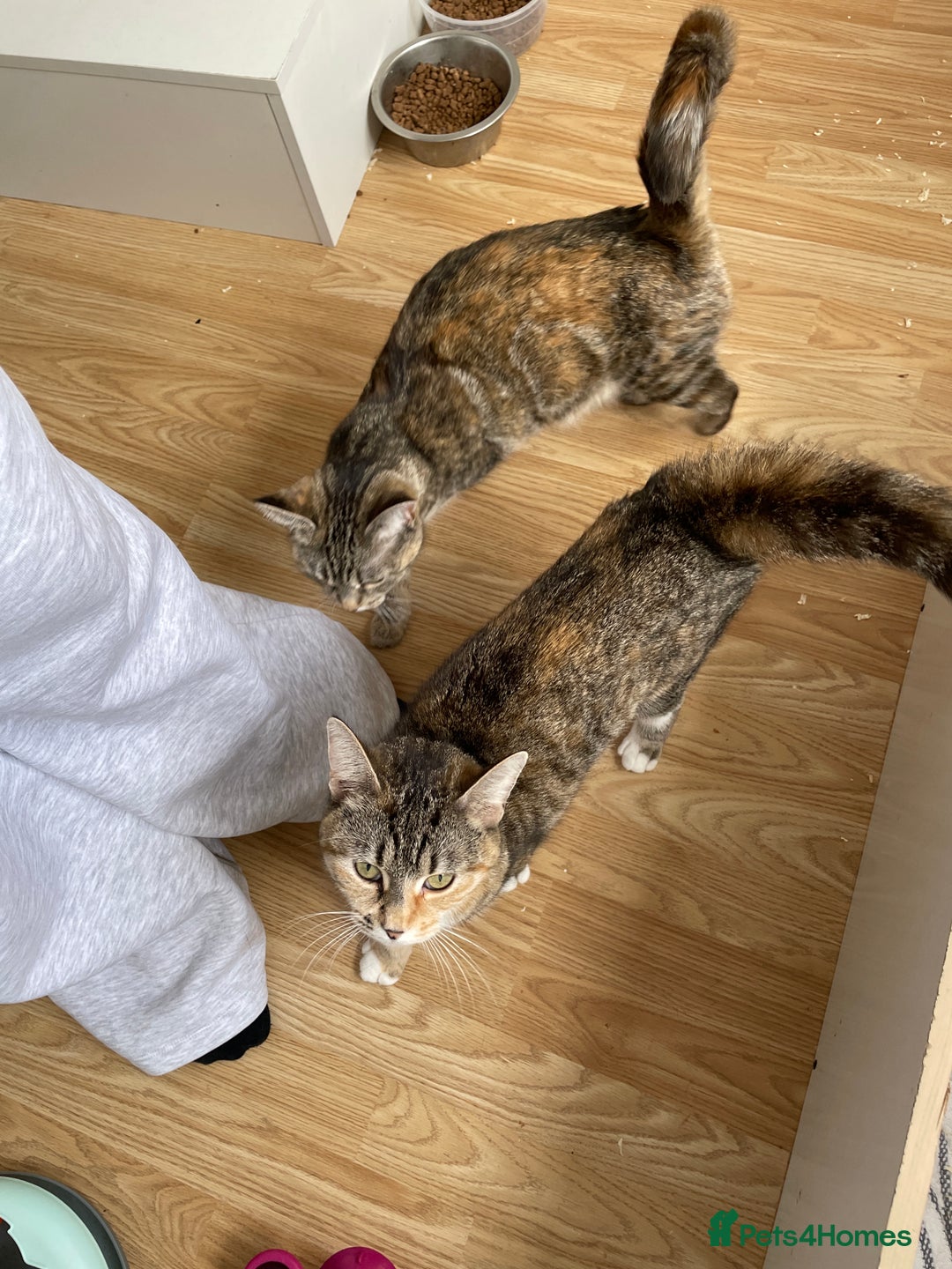 Mixed Breed cats for sale: Two separate litters  - Advert 12