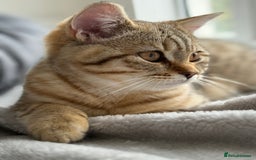 British Shorthair cats for sale: Stunning BSH chinchilla kittens 15 weeks old  - Image 8