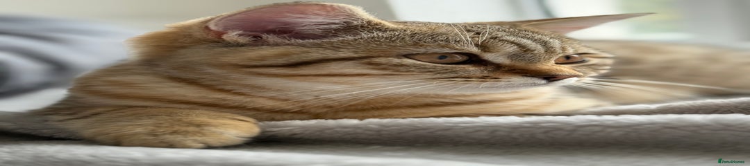 Tiger Lily 🩷 BSH Chinchilla Tabby