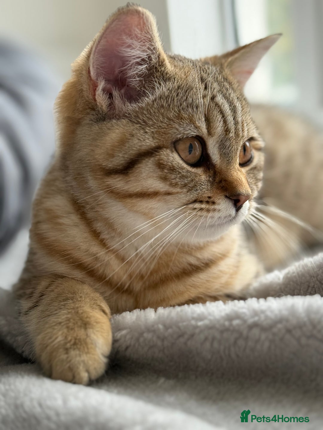 British Shorthair cats for sale: Stunning BSH chinchilla kittens 15 weeks old  - Image 8