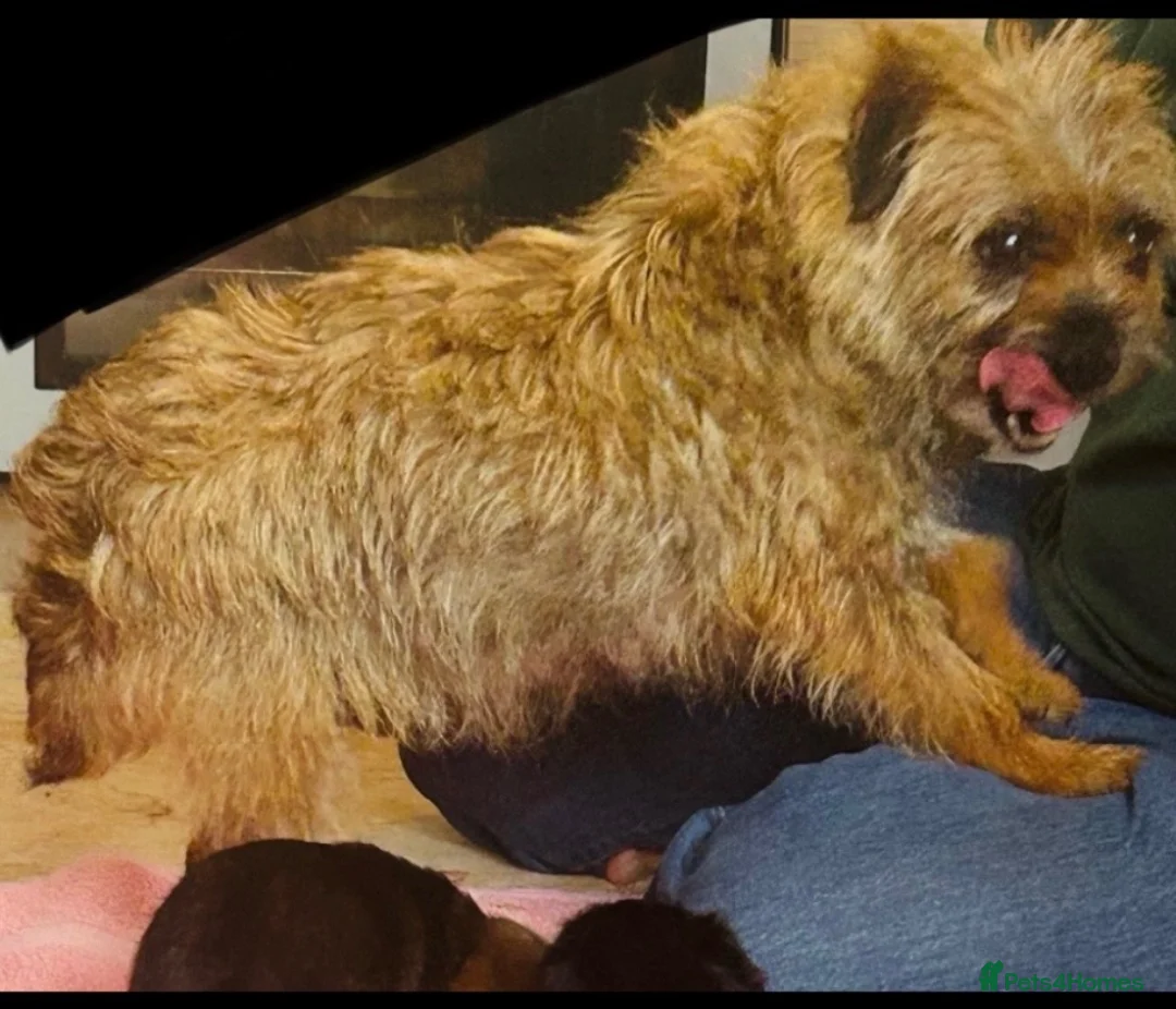 Border Terrier dogs for sale: Border terrier puppies - Advert 12