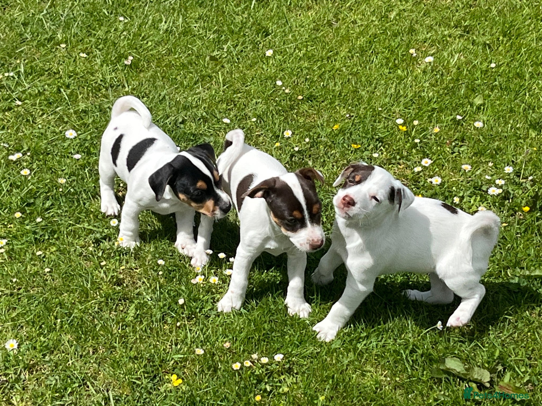 Jack Russell dogs jack russell puppies  - Advert 2