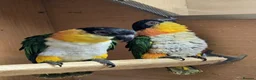 Parrots birds for sale: Black Headed Caiques - bonded pair - dna sexed - Advert 2