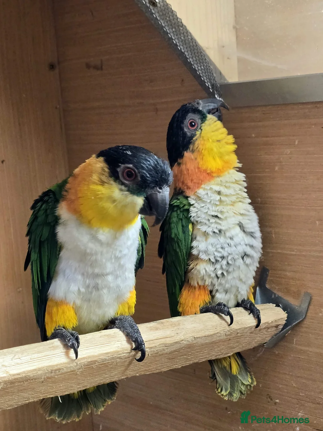 Parrots birds for sale: Black Headed Caiques - bonded pair - dna sexed - Advert 2