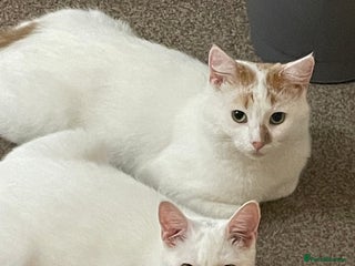 Turkish Van cats Turkish van cats pair - Advert 4