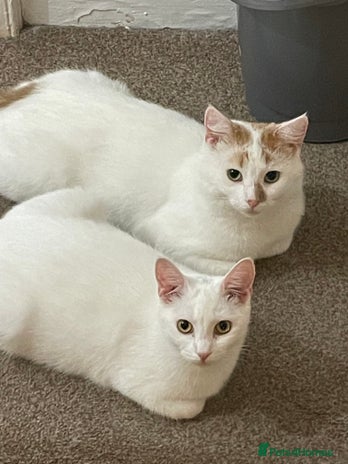 Turkish Van cats Turkish van cats pair - Advert 1
