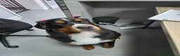 Bernese Mountain Dog dogs for sale: Bernese mountain dog (Bess). in Liverpool - Advert 16