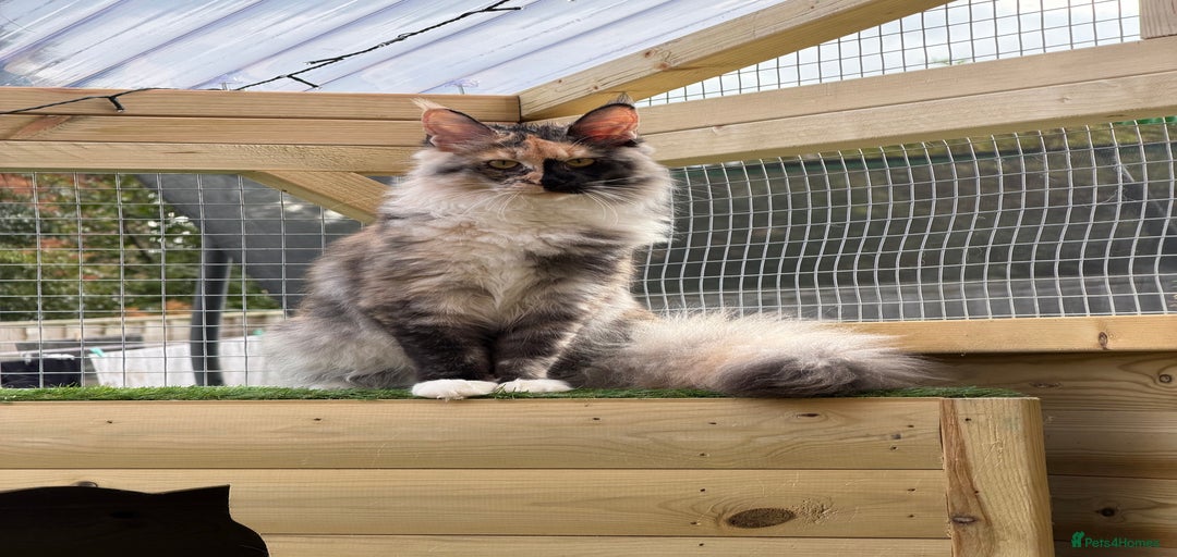 Gallery Image {{count}}