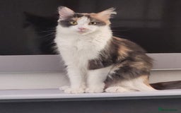 Maine Coon cats for sale: Maine Coon Kittens purebred – Reserve Now - Image 5