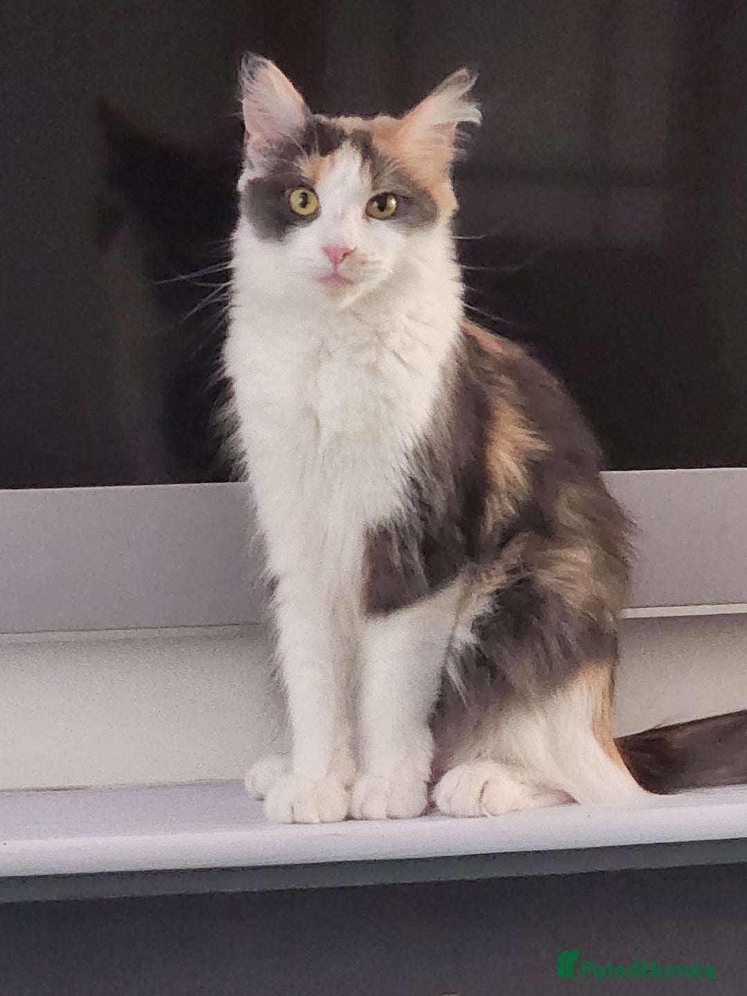 Maine Coon cats for sale: Maine Coon Kittens purebred – Reserve Now - Image 5