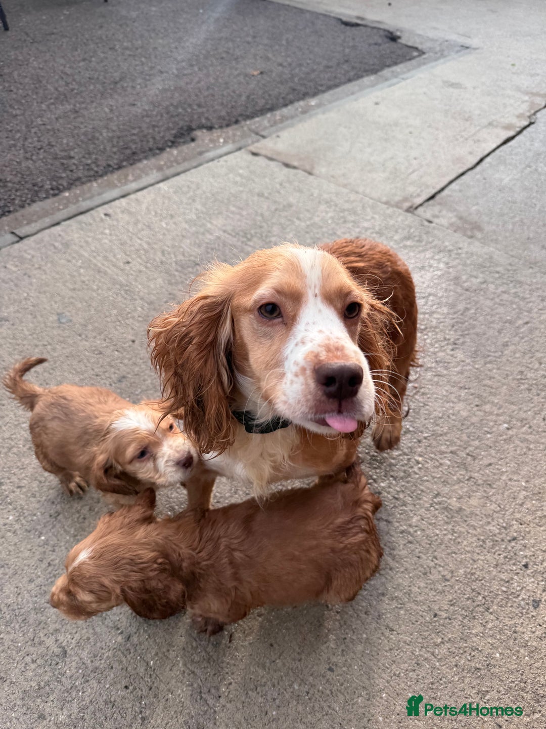 Cocker Spaniel dogs for sale: Cute cocker spaniel puppies for sale!! - Advert 1
