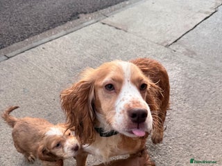 Cocker Spaniel dogs Cute cocker spaniel puppies for sale!! - Advert 5