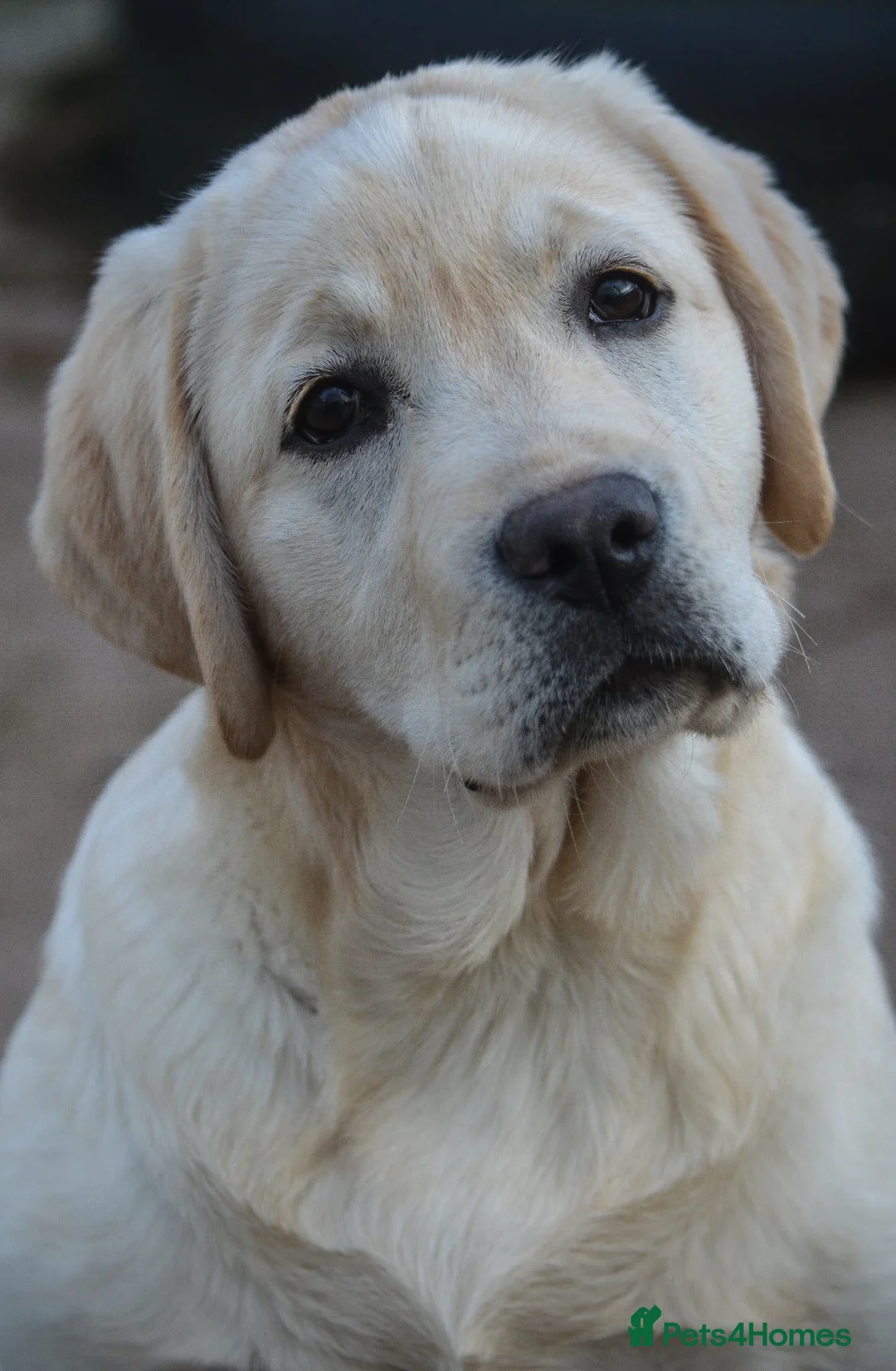 Labrador Retriever dogs for sale: Pick of the litter - Advert 6