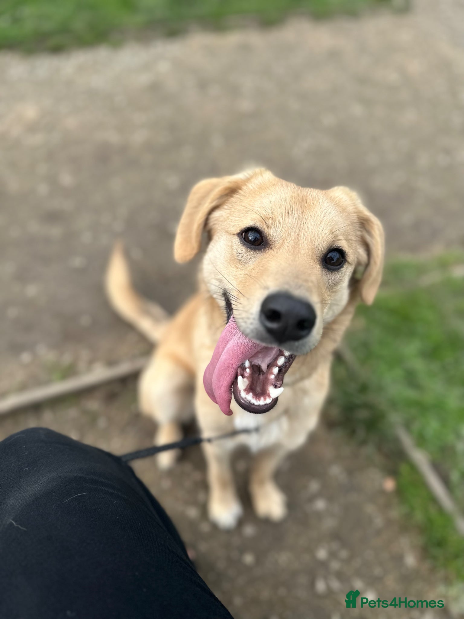 Mixed Breed dogs 3 year old male Dog for rehoming  - Advert 4