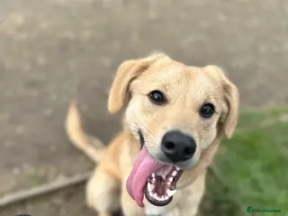 Mixed Breed dogs 3 year old male Dog for rehoming - Advert 4