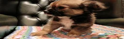 Chihuahua dogs for sale: Chihuahua Puppies for sale, Ready for loving homes - Advert 16