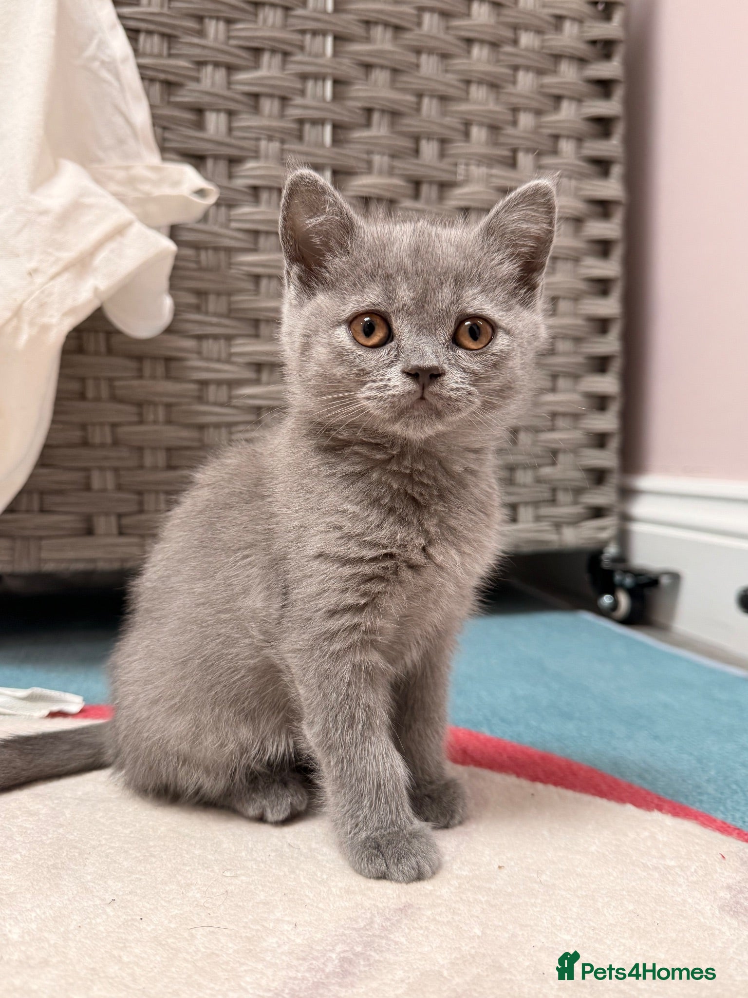 British Shorthair cats British shorthair kittens  - Advert 9