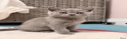 British Shorthair cats for sale: British shorthair kittens  - Advert 9