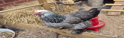 Chickens poultry for sale: Laying Female Chickens (breeds in description) in Derby - Advert 3