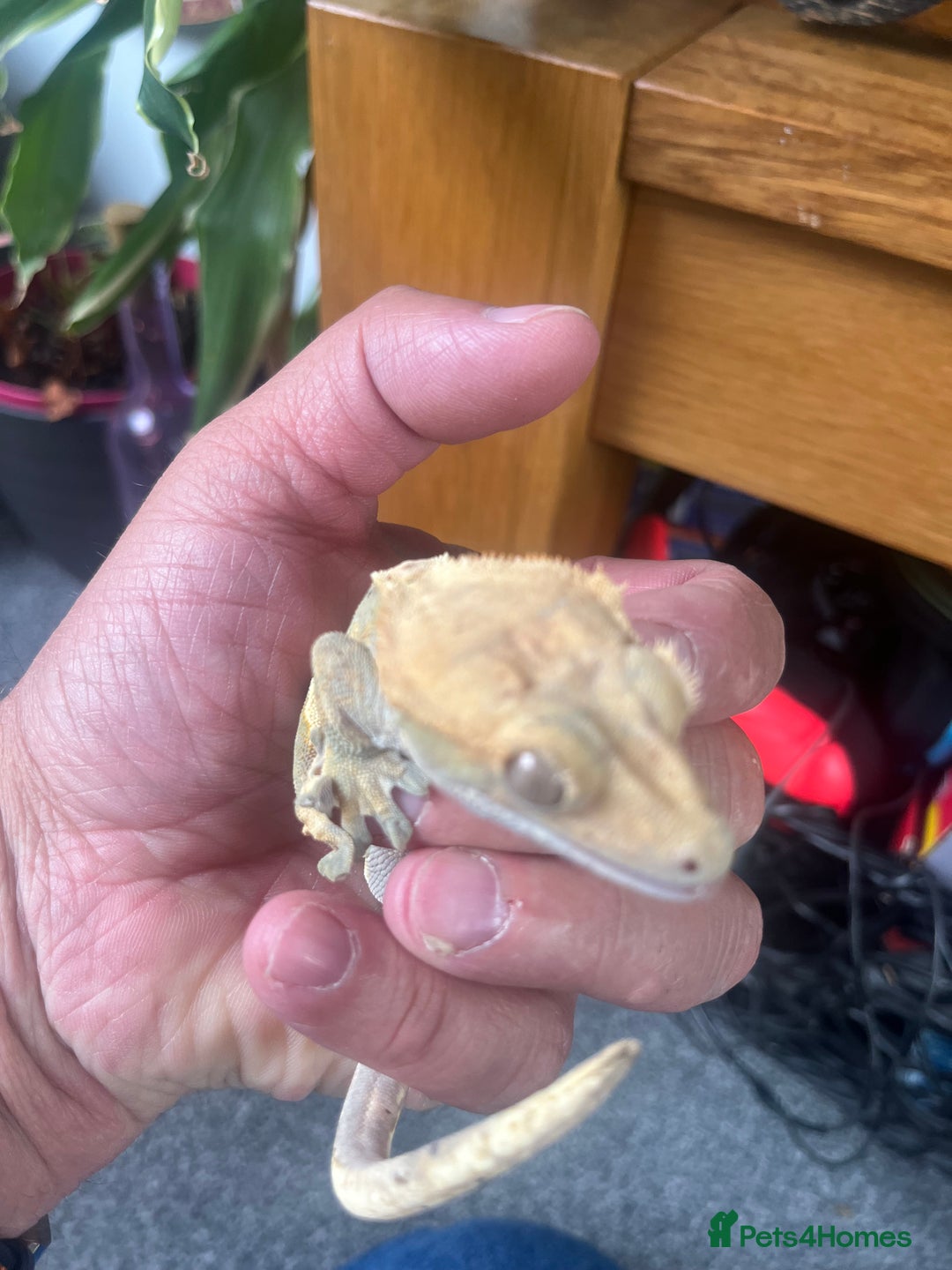 Gecko reptiles for sale: Created Geko’s with tank  - Image 4