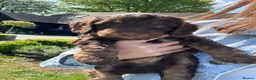 Cockapoo dogs for sale: Cockapoo male pups in Waterlooville - Advert 3