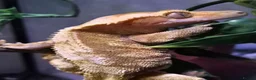 Gecko reptiles for sale: Adult female Crested Gexko  - Advert 2