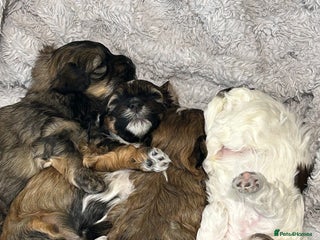 Havanese dogs Full Breed Havanese - Advert 4