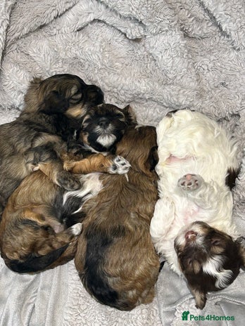 Havanese dogs Full Breed Havanese - Advert 1