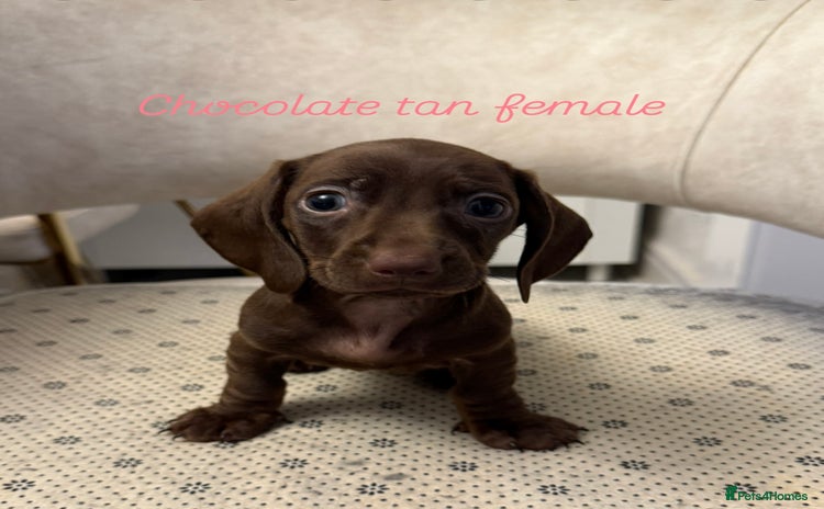 Miniature Dachshund dogs - Advert 6