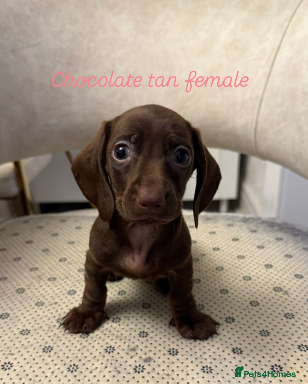 Miniature Dachshund dogs for sale: Miniature dachshund  - Image 1
