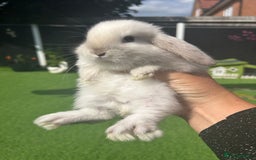Mini Lop rabbits for sale: mini lops  - Image 3