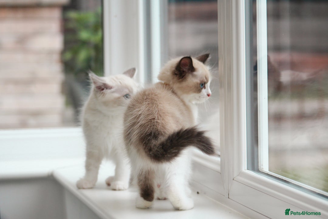 Ragdoll cats for sale: 🐈✨ Tica Registered Ragdoll Kittens in Tamworth - Image 27