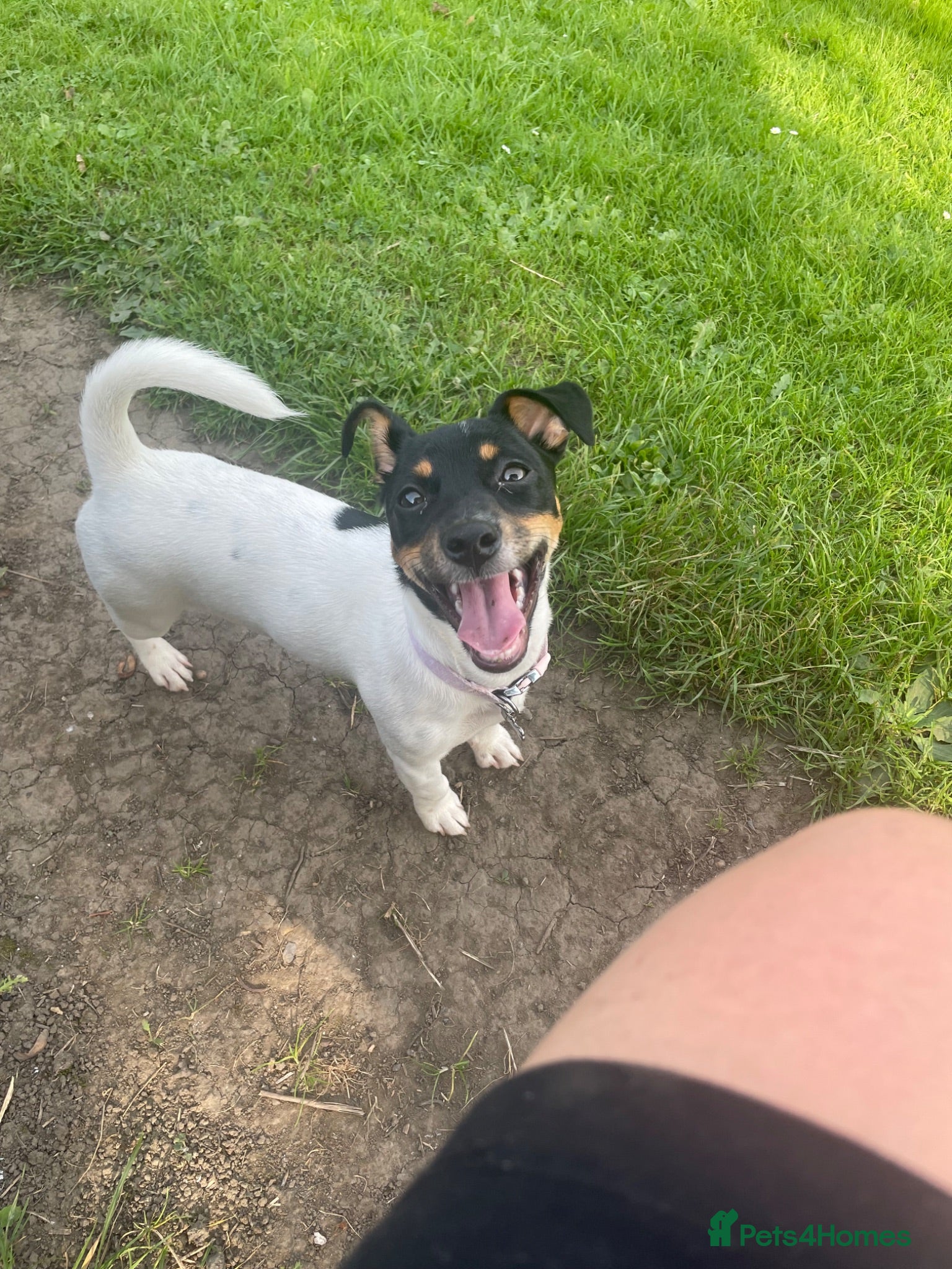 Jack Russell dogs 3 year old jack russel - Advert 4