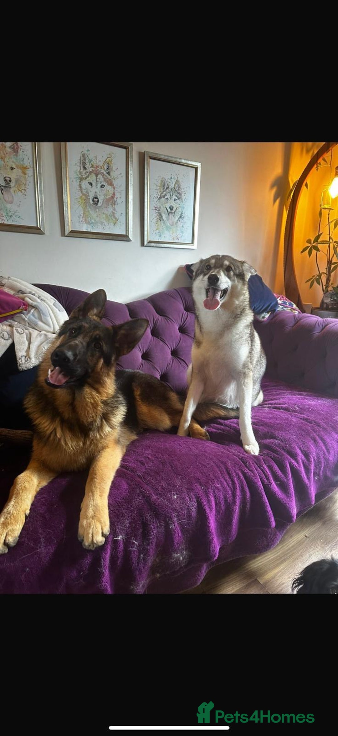 German Shepherd dogs for sale: Stunning German Shepherd/Utonagan Puppies  - Image 6