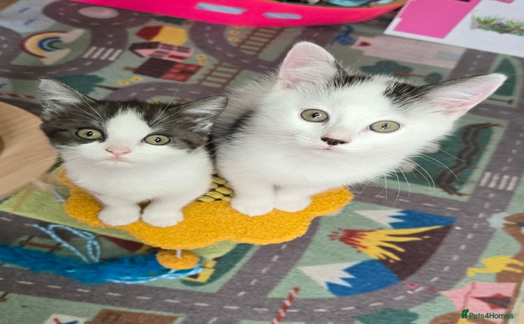 Mixed Breed cats - Advert 1