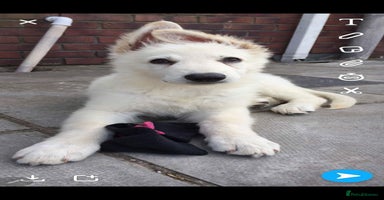 German Shepherd dogs Stunning White German Shepherds   - Advert 2